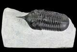 Morocconites Trilobite Fossil - Morocco #108538-1